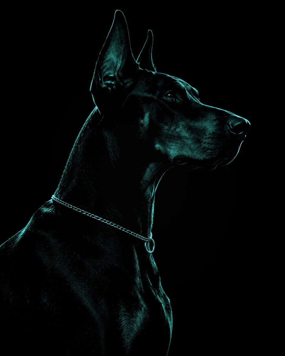 Perfil de un dóberman negro, erguido, con una cadena al cuello